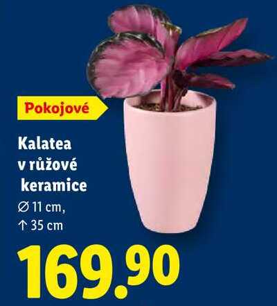 Kalatea v růžové keramice 