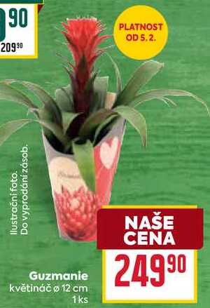 Guzmanie květináč ø 12 cm 1ks