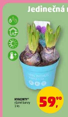 HYACINTY, 1 ks 