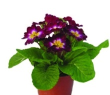 PRVOSENKA BEZLODYŽNÁ (PRIMULA ACAULIS)