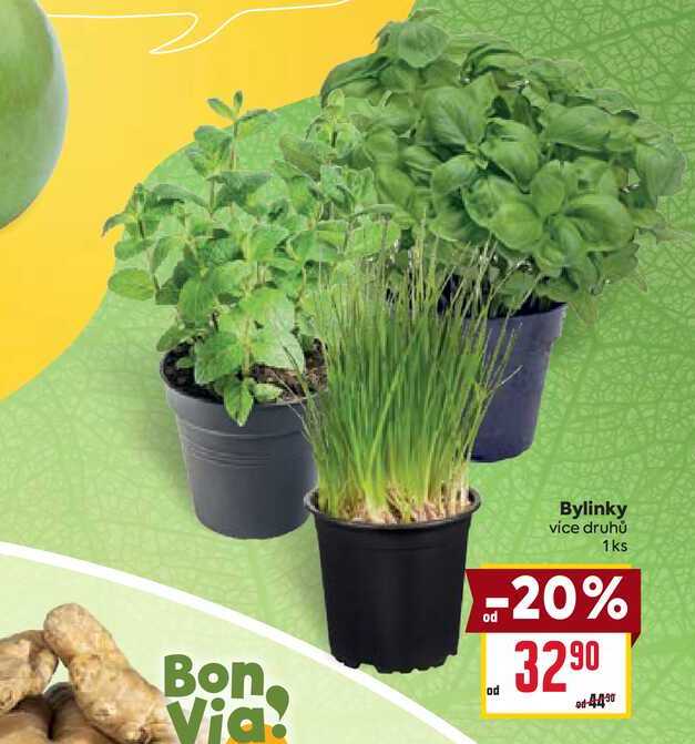 Bylinky vice druhů 1ks 