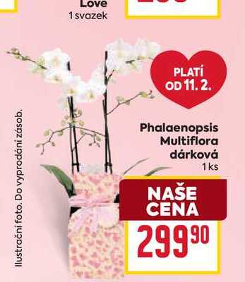Phalaenopsis Multiflora dárková 1 ks