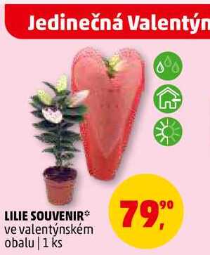 LILIE SOUVENIR, 1 ks 