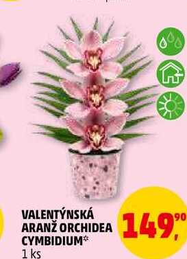 VALENTÝNSKÁ ARANŽ ORCHIDEA CYMBIDIUM, 1 ks