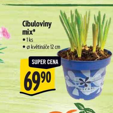Cibuloviny mix, pr. květináče 12 cm