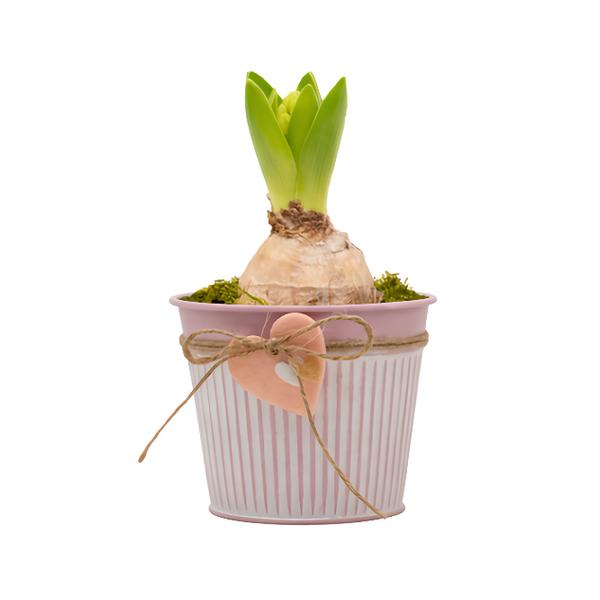 Valentýn hyacint růžová váza