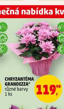 CHRYZANTÉMA GRANDEZZA, 1 ks