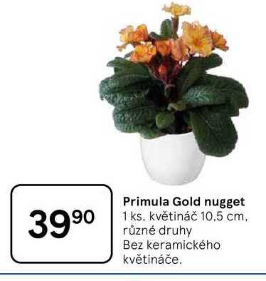 Primula Gold nugget, 1 ks