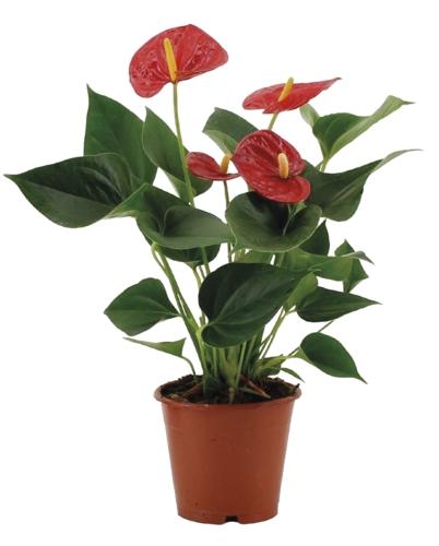 Anthurium andreanum