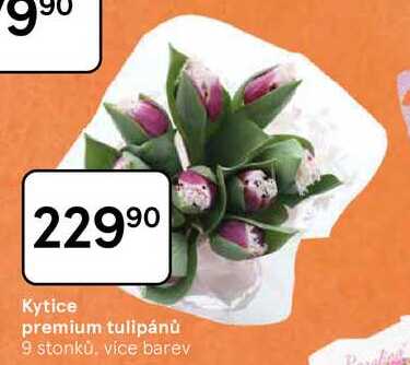 Kytice premium tulipánů, 9 stonku