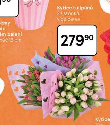 Kytice tulipánů, 23 stonků