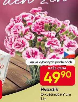 Hvozdik Ø květináče 9 cm 1 ks