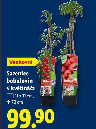 Sazenice bobulovin v květináči