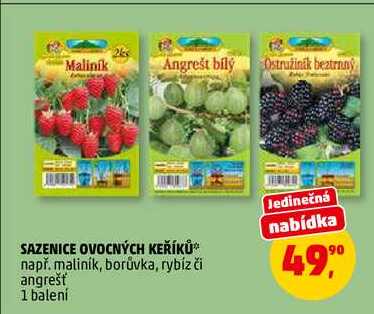 SAZENICE OVOCNÝCH KEŘÍKŮ, 1 balení 