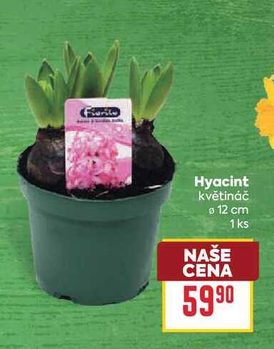 Hyacint květináč 12 cm 1 ks
