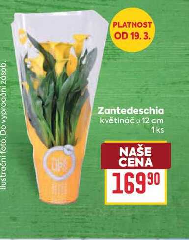 Zantedeschia květináč 12 cm 1ks 