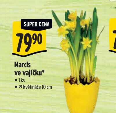  Narcis ve vajíčku, pr. květináče 10 cm 