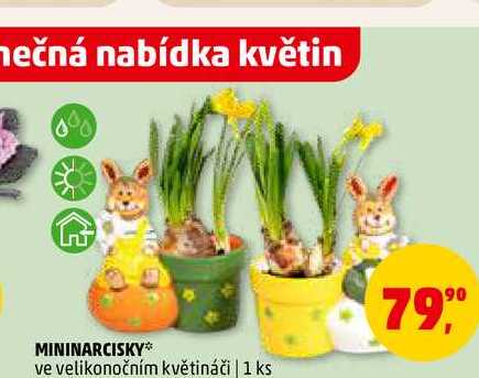 MININARCISKY, 1 ks