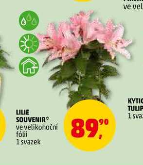 LILIE SOUVENIR, 1 svazek