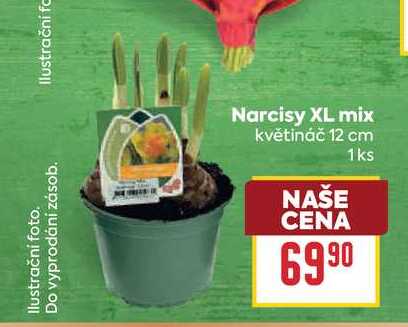 Narcisy XL mix květináč 12 cm 1ks