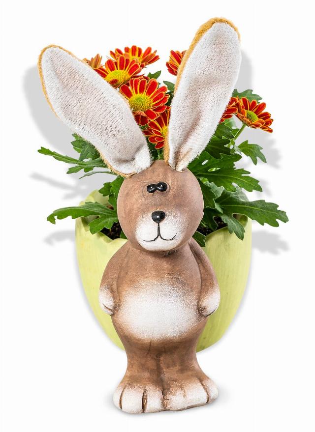 Kalanchoe mini v keramickém květináči zajíc