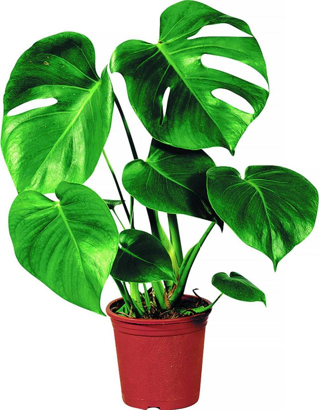 Monstera deliciosa