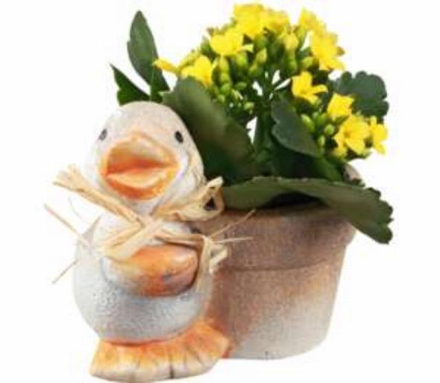 Kalanchoe mini v keramickém květináči kachna