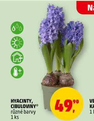 HYACINTY, CIBULOVINY, 1 ks 