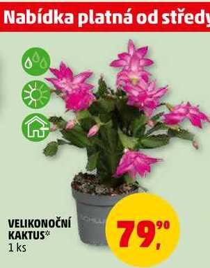 VELIKONOČNÍ KAKTUS, 1 ks 