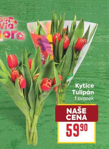 Kytice Tulipán 1 svazek 