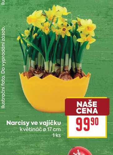 Narcisy ve vajíčku květináč o 17 cm 1ks