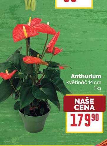 Anthurium květináč 14 cm 1ks
