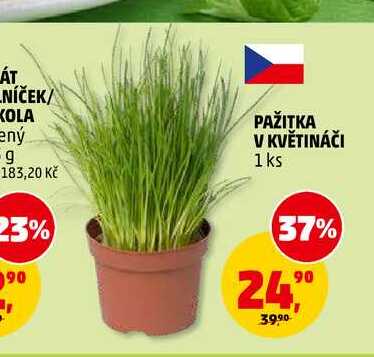 PAŽITKA V KVĚTINÁČI, 1 ks