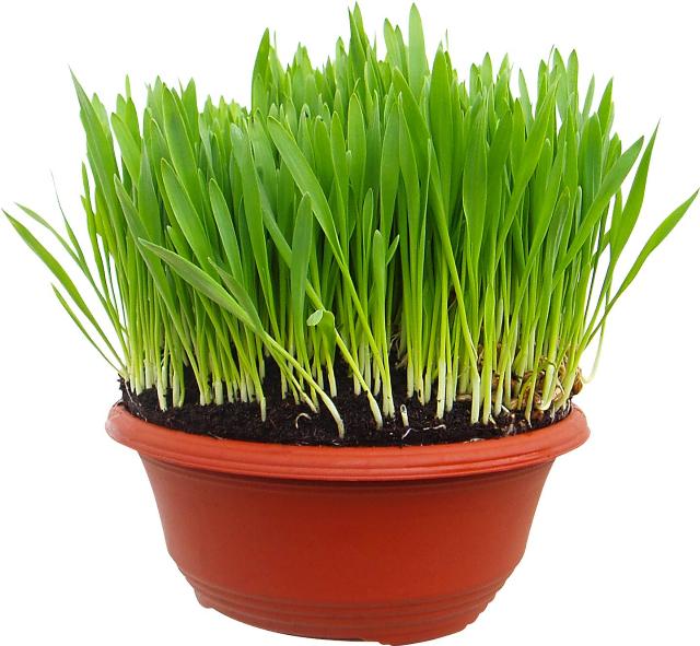 Velikonoční osení