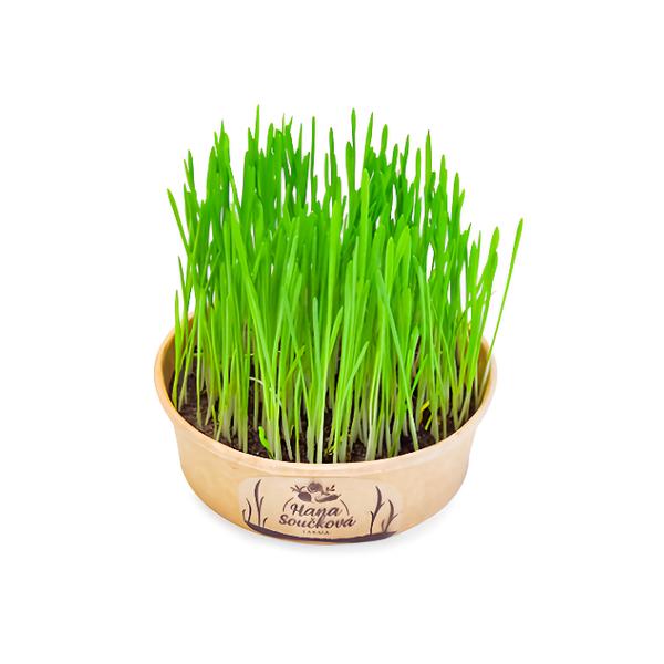 Velikonoční osení ø15cm, 1 ks