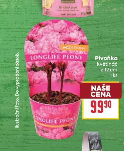 Pivoňka květináč Ø 12 cm 1 ks