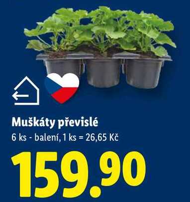 Muškáty převislé, 6 ks 