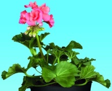 MUŠKÁT VZPŘÍMENÝ (PELARGONIUM ZONALE)/