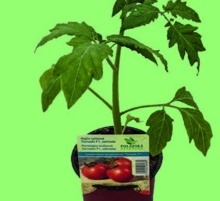 RAJČE TYČKOVÉ (LYCOPERSICON LYCOPERSICUM)