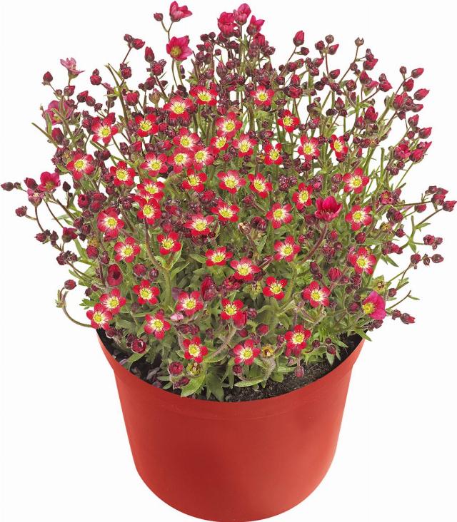 Lomikámen Saxifraga
