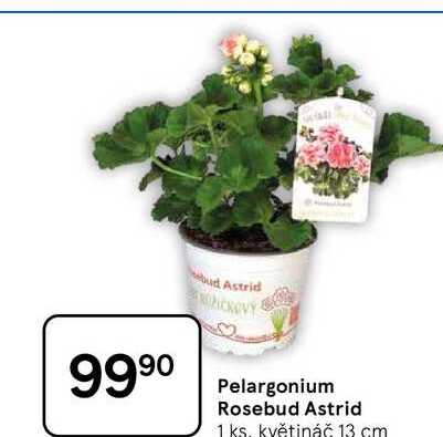 Pelargonium Rosebud Astrid, 1 ks. květináč 13 cm 