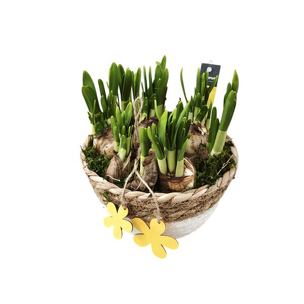 Velikonoční aranžmá s narcisy, 17 cm
