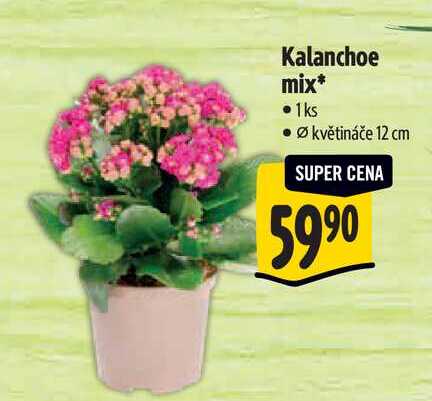 Kalanchoe mix, pr.  květináče 12 cm 