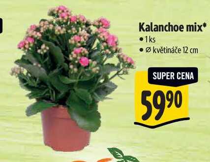 Kalanchoe mix