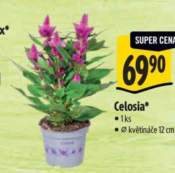 Celosia