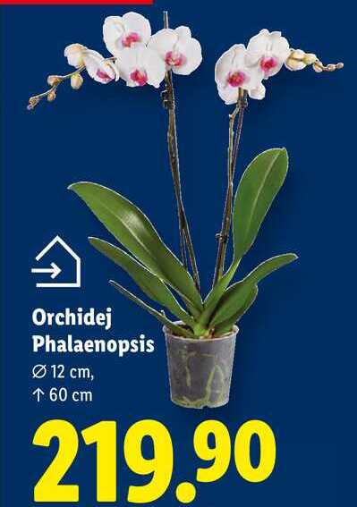 Orchidej Phalaenopsis