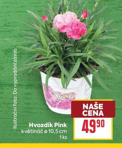 Hvozdík Pink květináč ø 10,5 cm 1ks