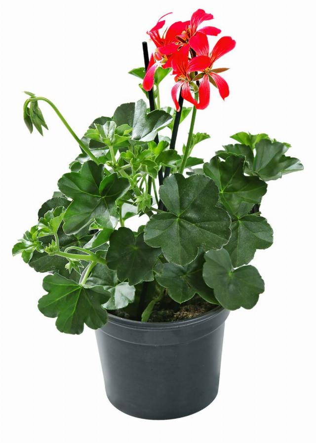 Muškát vzpřímený