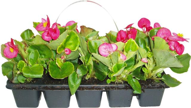 Begonie semperflorens 10 pack