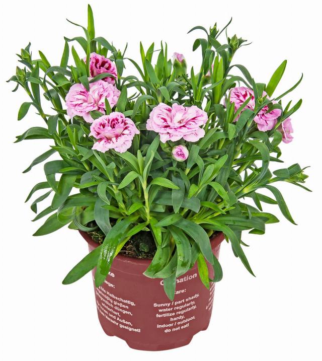 Karafiát Dianthus caryophyllus